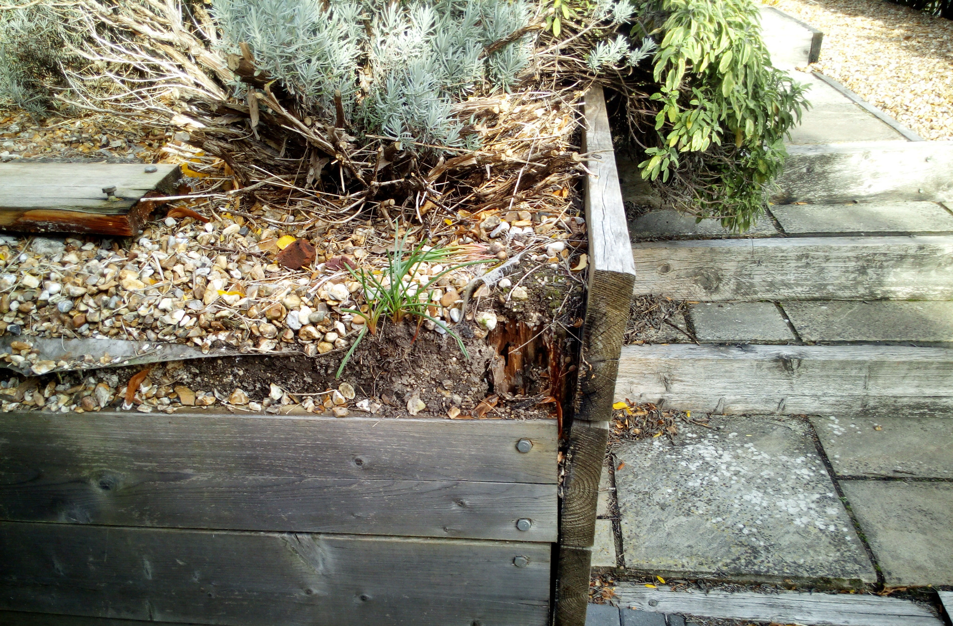 A steep sloping front garden in Winchester with paved steps, retaining wall and gabions